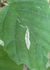 Caloptilia superbifrontella