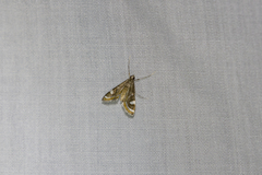 Strepsinoma croesusalis
