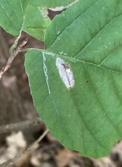 Caloptilia superbifrontella