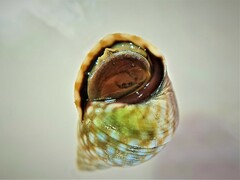 Echinolittorina punctata