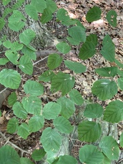 Caloptilia superbifrontella