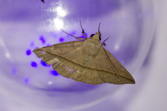 Ugia purpurea