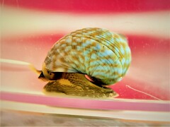 Echinolittorina punctata