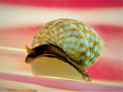 Echinolittorina punctata