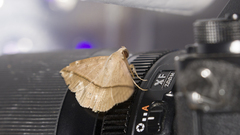 Ugia purpurea