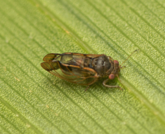 Insnesia