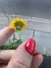 Sonchus arvensis uliginosus