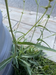 Sonchus arvensis uliginosus