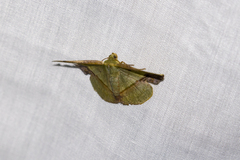 Fascellina plagiata