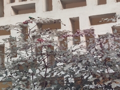 Cinnyris chloropygius