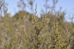 Leptospermum oligandrum