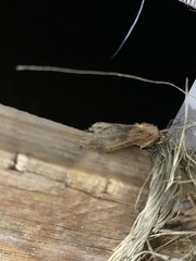 Dasylophia thyatiroides