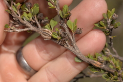 Leptospermum oligandrum