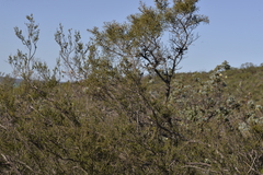 Leptospermum oligandrum