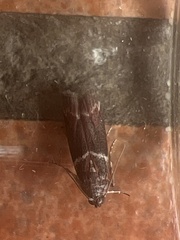 Cryptoblabes bistriga