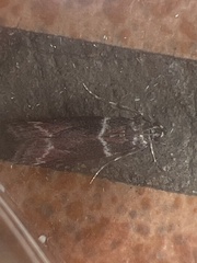 Cryptoblabes bistriga