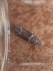 Cryptoblabes bistriga