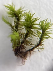 Ulota crispula