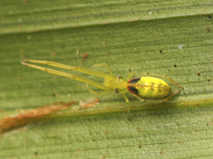 Miagrammopes flavus