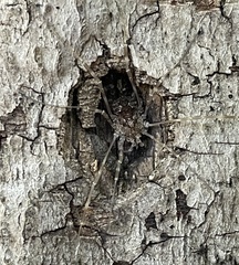 Rilaena triangularis