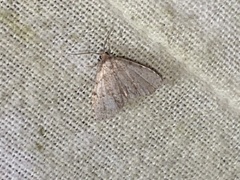 Dyspyralis puncticosta