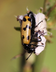 Mylabris geminata