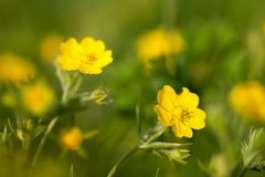 Potentilla thuringiaca