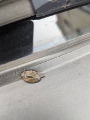 Acilius sulcatus