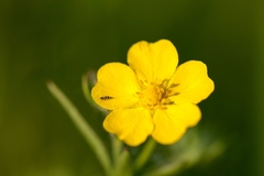 Potentilla thuringiaca