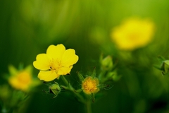 Potentilla thuringiaca