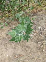 Populus alba