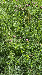 Trifolium pratense