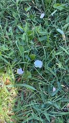 Convolvulus arvensis