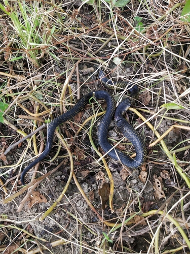 Samar Cobra