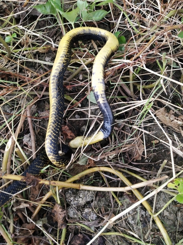 Samar Cobra
