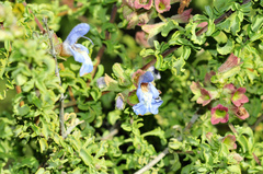 Salvia dentata
