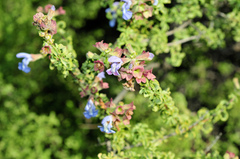Salvia dentata