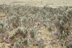 Andicolea leptothamna