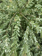 Salix integra