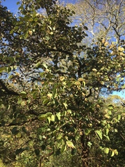 Piliostigma thonningii