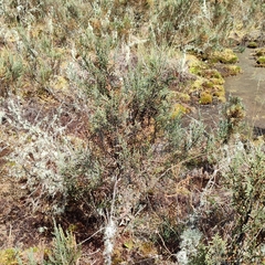 Andicolea leptothamna