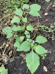 Solanum nigrum
