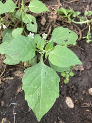 Solanum nigrum