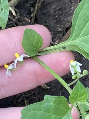 Solanum nigrum