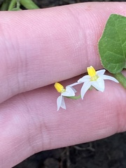 Solanum nigrum