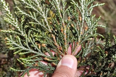 Andicolea leptothamna