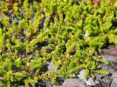 Empetrum eamesii