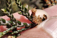 Andicolea leptothamna