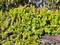 Empetrum eamesii