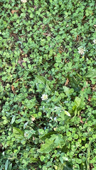 Trifolium repens